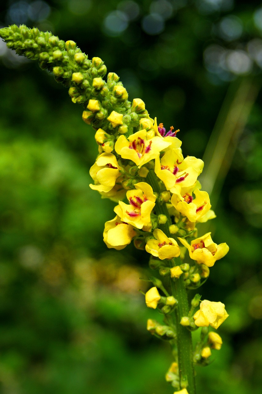 mullein, wildflower, plant