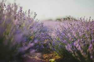 pexels-photo-1201540-1201540 Purple Flower Field