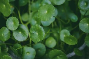 pexels-photo-18237448-18237448 Close-up of Green Leaves of Indian Pennywort