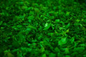 pexels-photo-322461-322461 Green Leafed Plant Lot